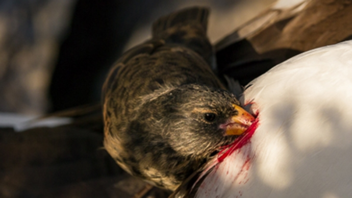 Птицы ради выживания приспособились к своеобразной диете Птицы ради выживания приспособились к своеобразной диете