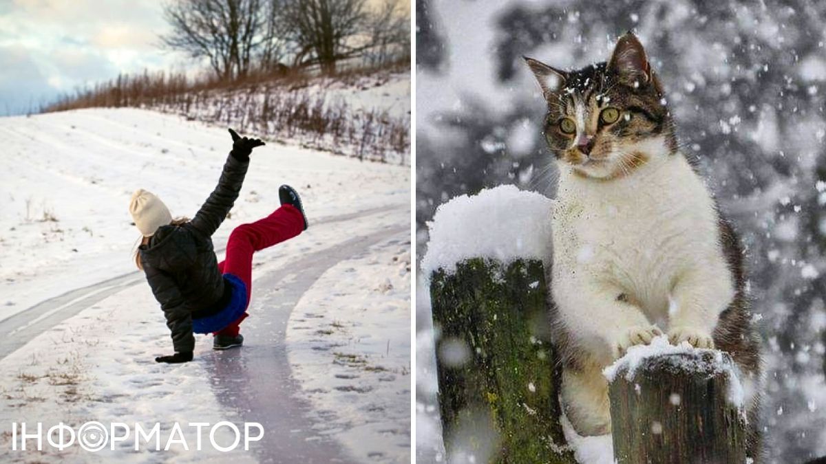 Кіт та людина