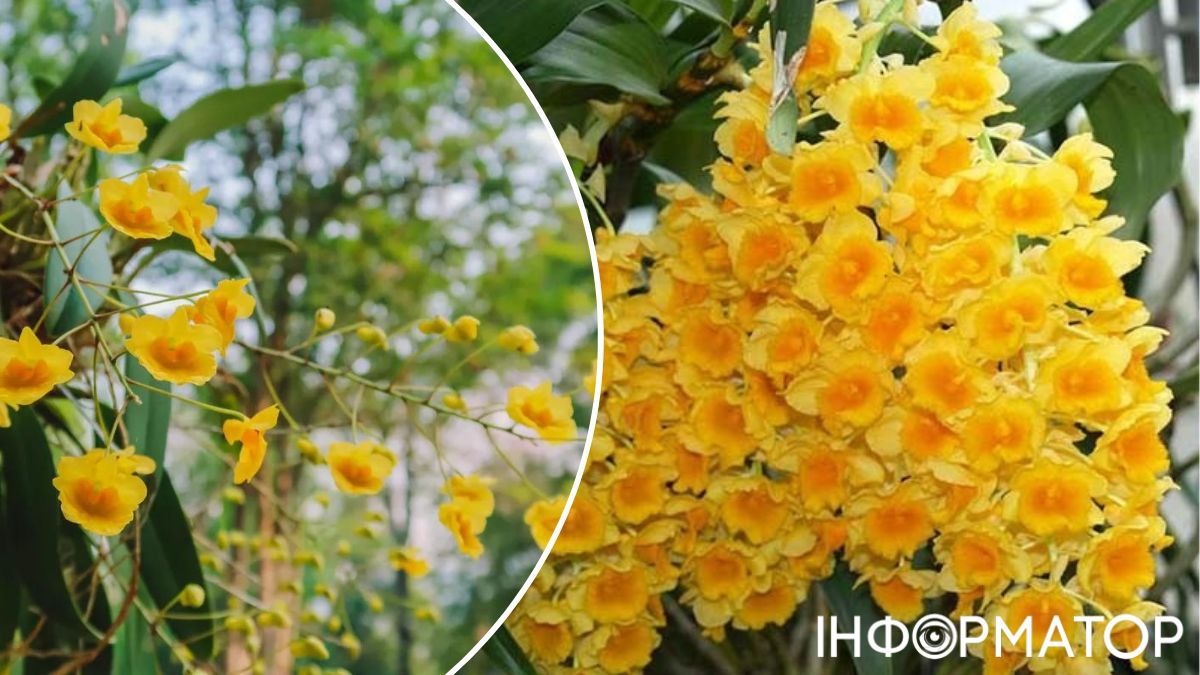 Так выглядит орхидея Дендробиума: слева – дикая, справа – сортовая. Так выглядит орхидея Дендробиума: слева – дикая, справа – сортовая.