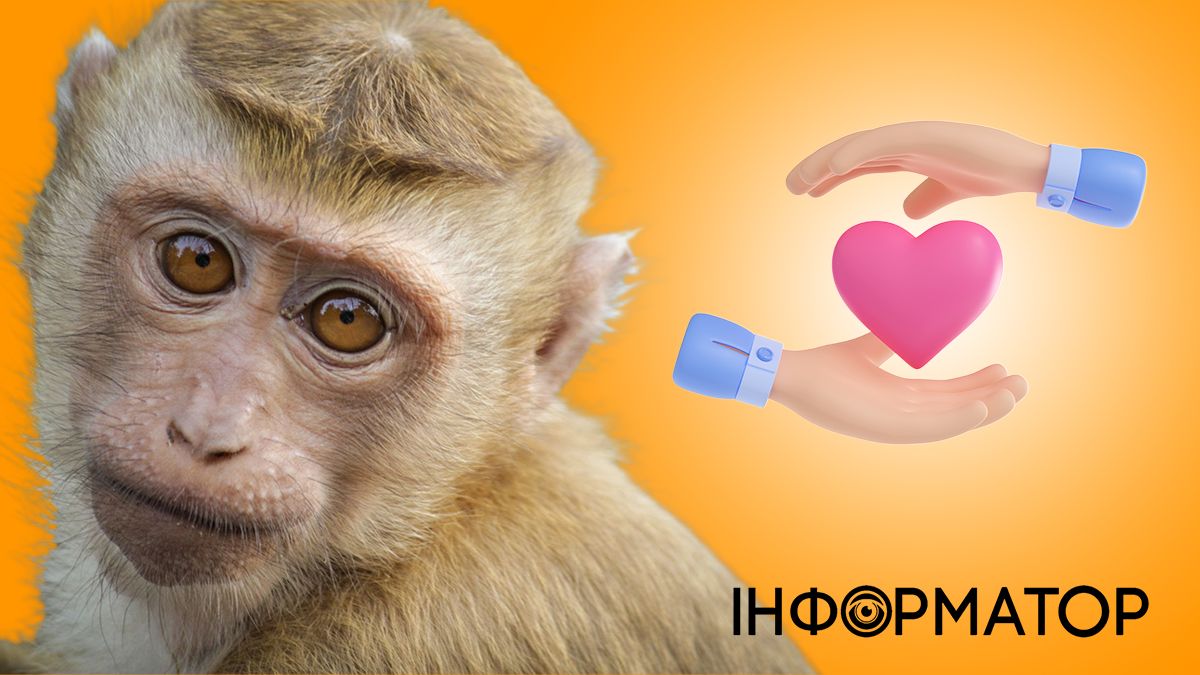 Яке сьогодні, 14 грудня, свято - День Більше добра та Всесвітній день мавп