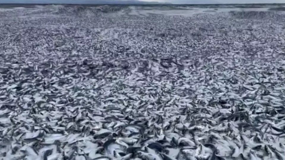 Точні причини мору риби невідомі