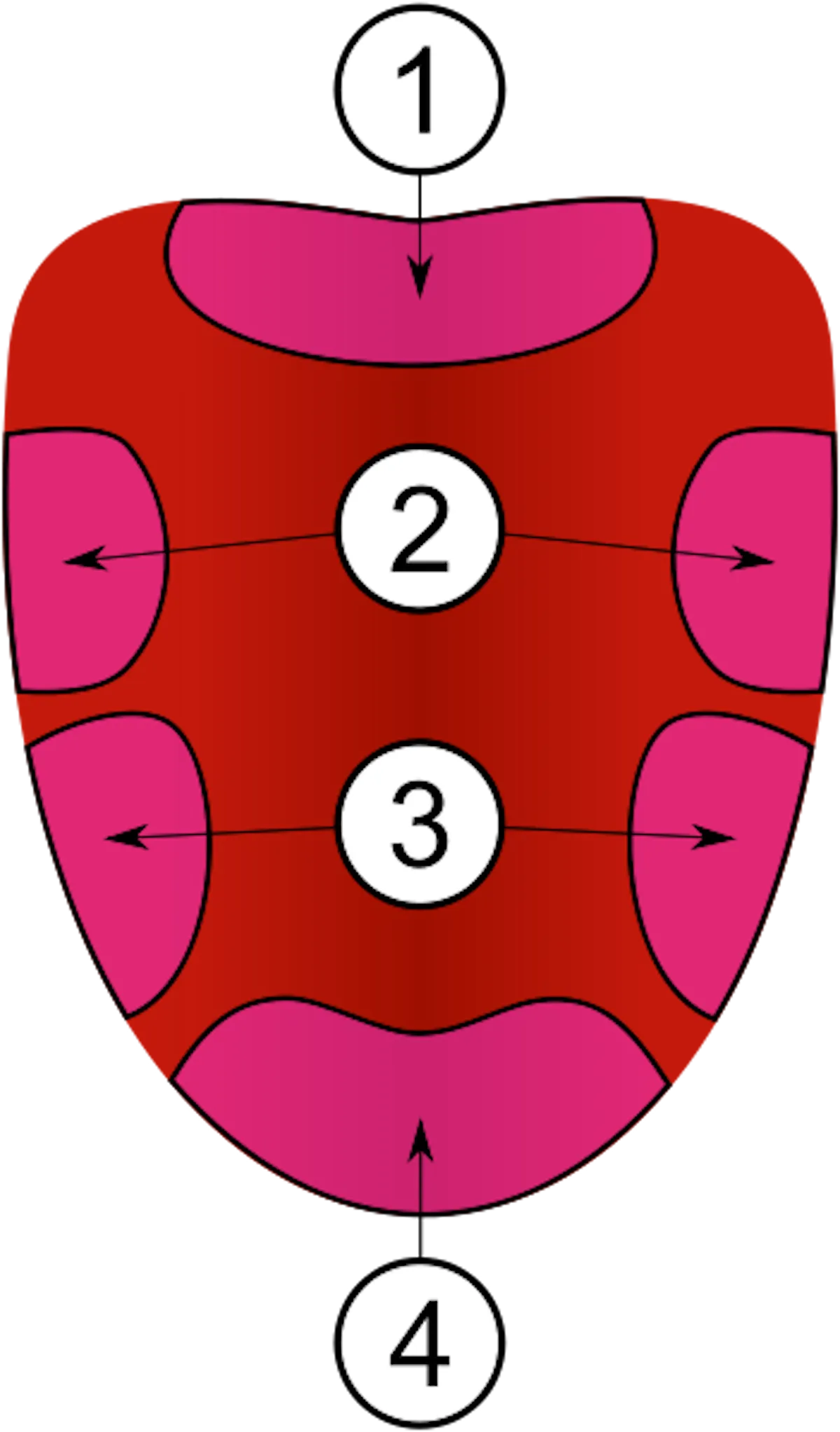 Ніяких зон смаку на язиці не існує! Ніяких зон смаку на язиці не існує!