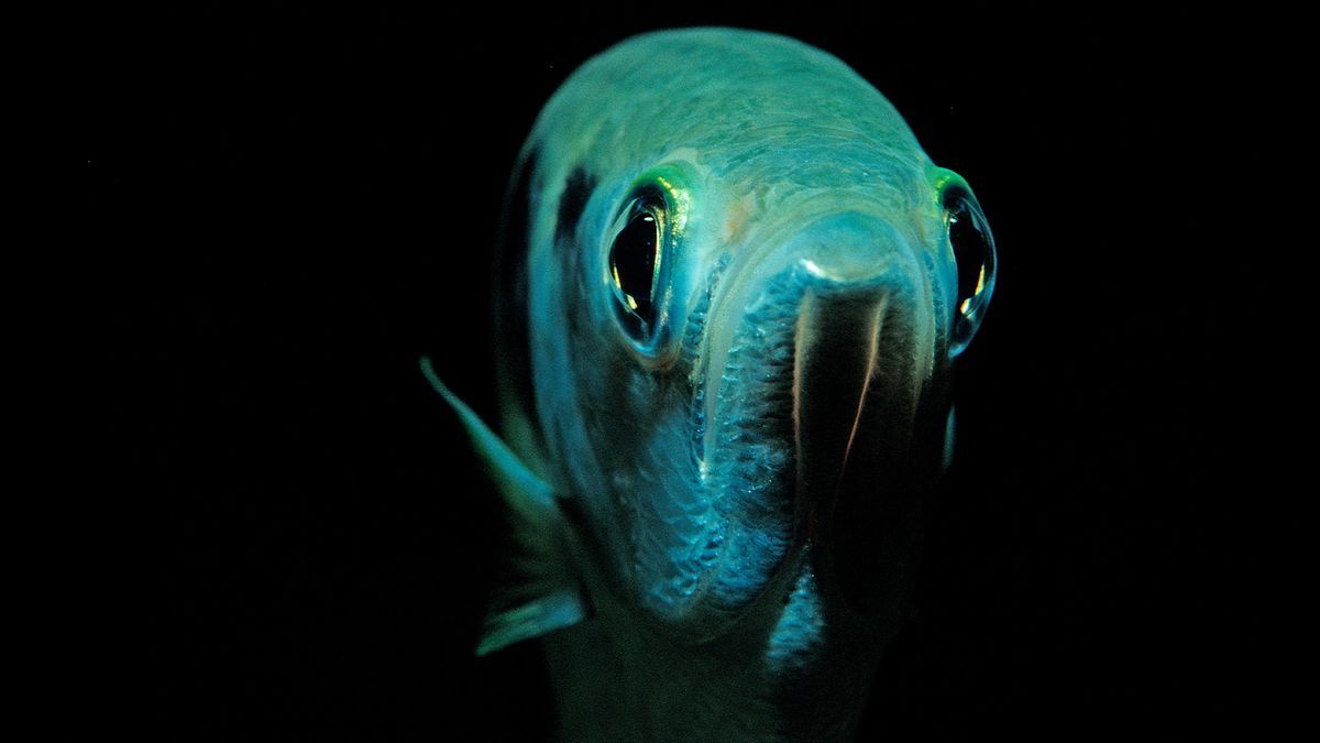 На відстані 65 сантиметрів її прицілювання майже на 100% точне.