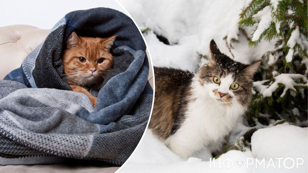 Коты научились сожительствовать с людьми! Коты научились сожительствовать с людьми!