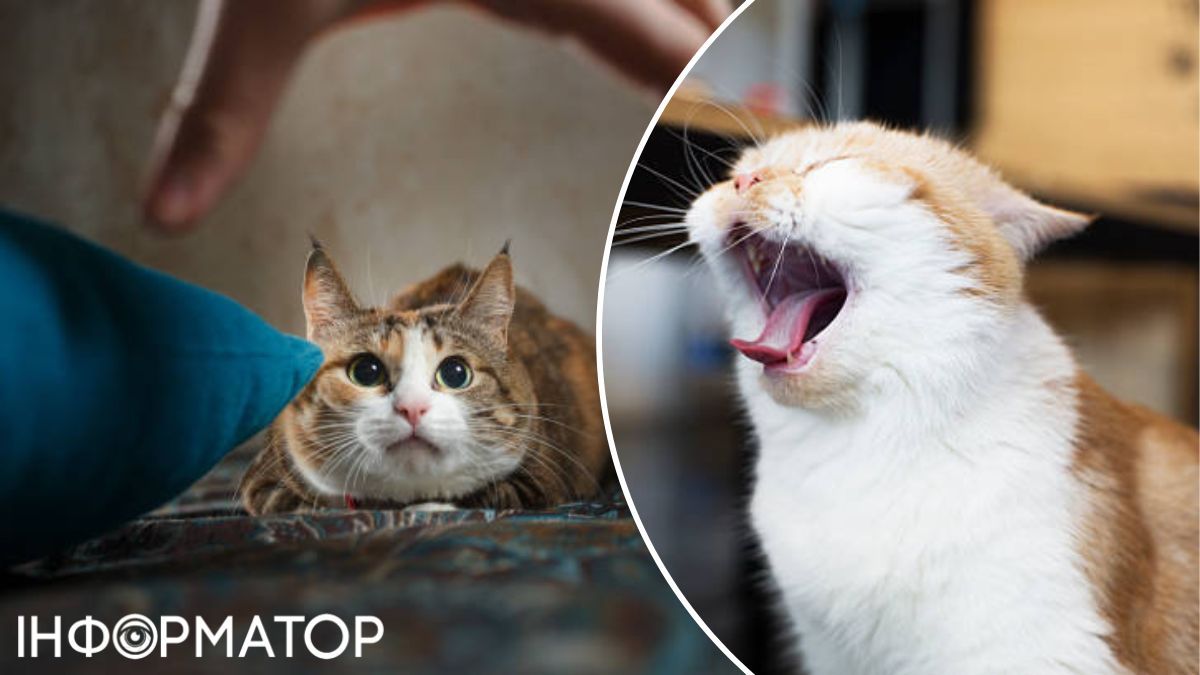 Коты умнее, чем мы думаем! Коты умнее, чем мы думаем!