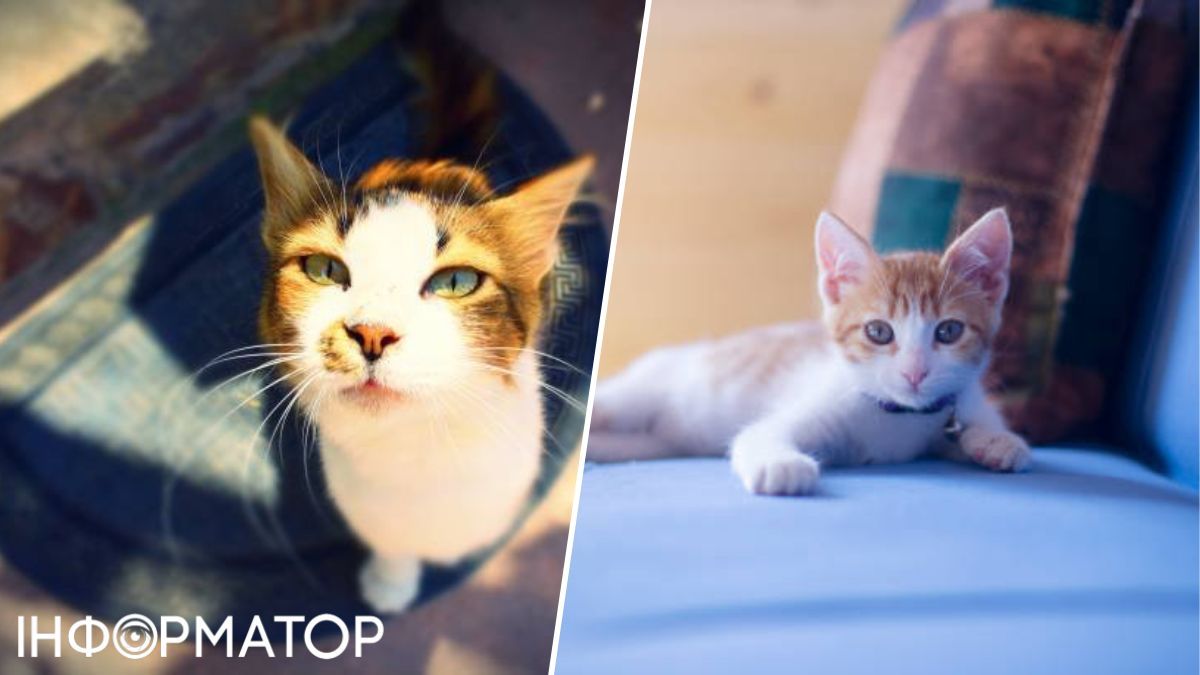 Котики считывают интонации хозяев и подстраиваются под них! Котики считывают интонации хозяев и подстраиваются под них!