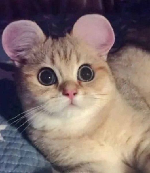 Так виглядає тварина після операції Так виглядає тварина після операції