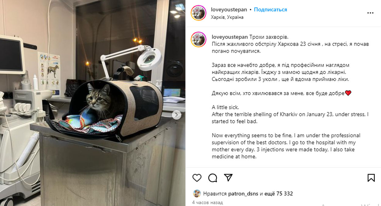 Немного заболел: знаменитый харьковский кот-блогер Степан попал в больницу после обстрелов города 1