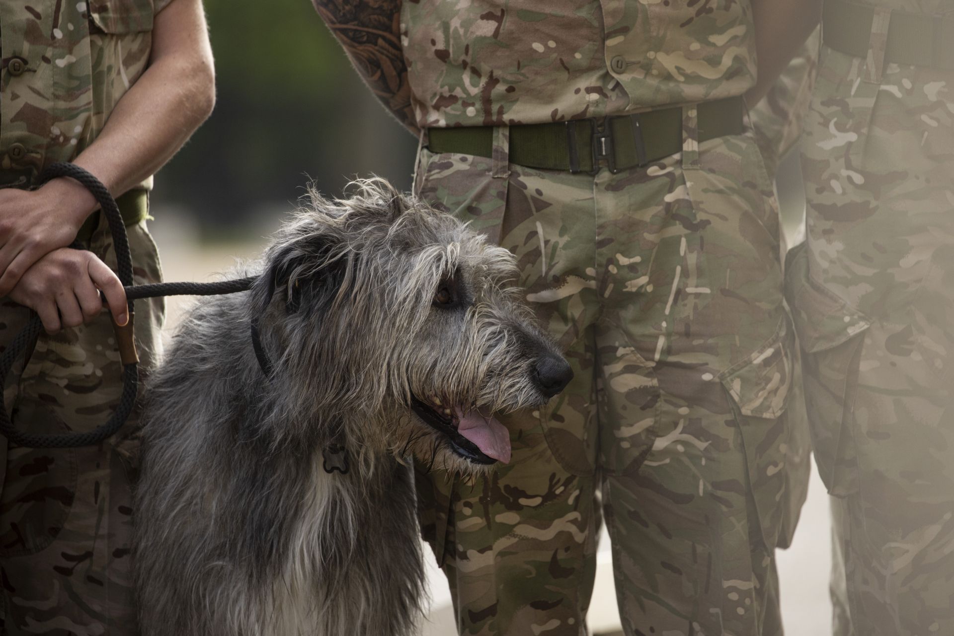 На службе в ирландской гвардии состоят и ирландские волкодавы. Фото: @irish_guards