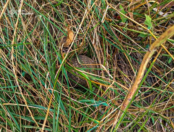 Статистика впечатляет: в ГСЧС назвали количество мин и снарядов, которые обезвредили саперы 2