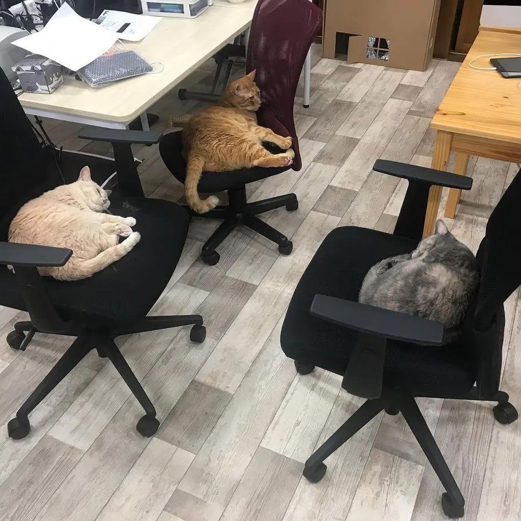 Коти-айтівці Коти-айтівці