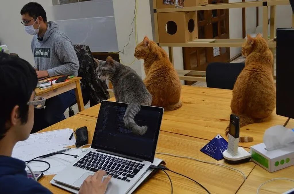 Коти на роботі Коти на роботі