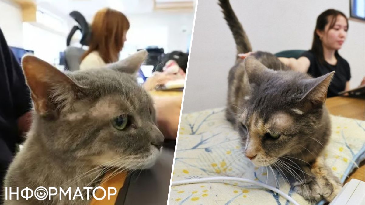 Коты Qnote
