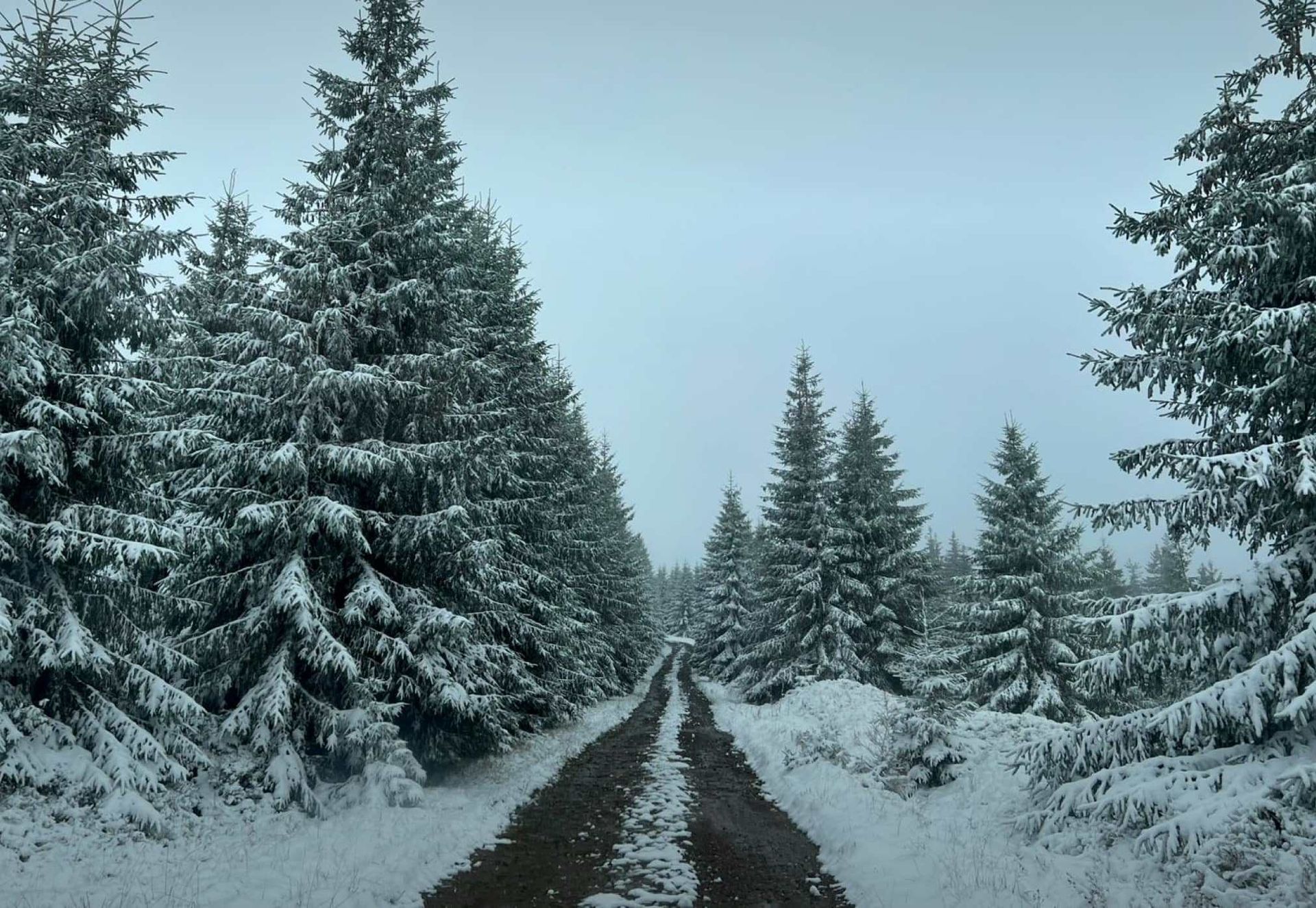 Незаконное пересечение границы с Румынией осложнилось - Госпогранслужба объявила причину 1