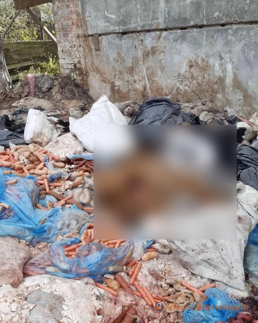 У Рівненській області знайшли мертвого лева на території заводу 1