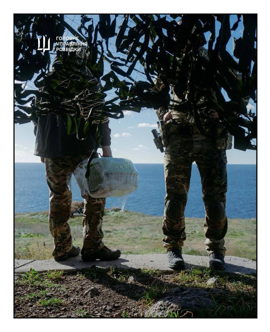 Бойцы Буданова спасают 15 котиков с острова Змеиный: как взять такого себе (фото) 1