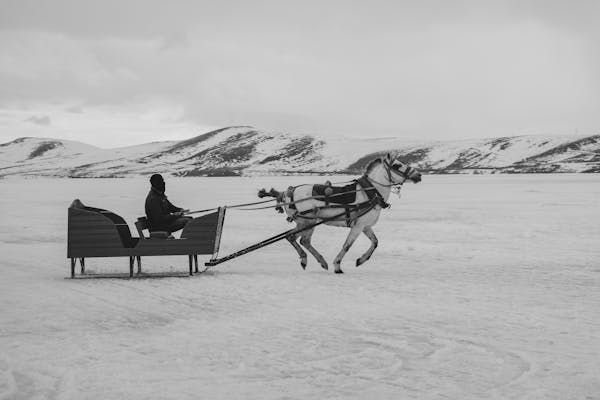 Цей день є нагодою віддати шану цим благородним тваринам, які протягом століть були вірними супутниками людини Цей день є нагодою віддати шану цим благородним тваринам, які протягом століть були вірними супутниками людини