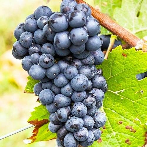 Этот день посвящен винограду Пино Менье.