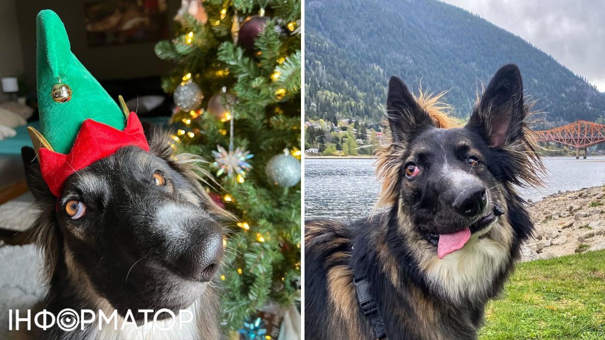 Броуди уже готов к Рождеству, а вы? :) Броуди уже готов к Рождеству, а вы? :)