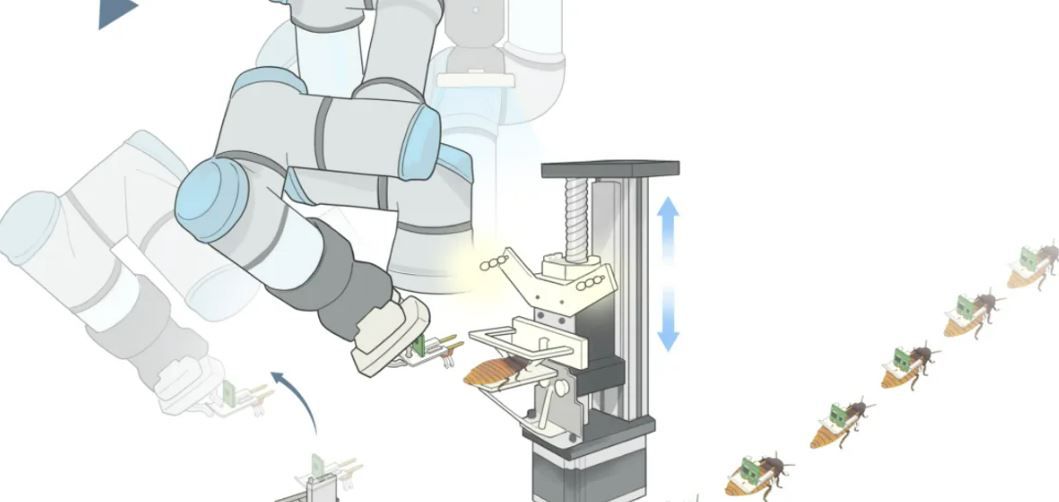 Тарган с рюкзачком с чипом – теперь это насекомое-киборг, которое прекрасно ориентируется на местности, даже лучше других роботов, созданных человеком.