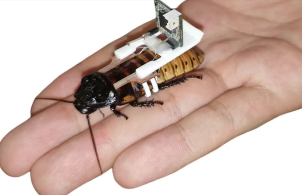 Пора изменить свое отношение к таракам, пошутили авторы эксперимента.