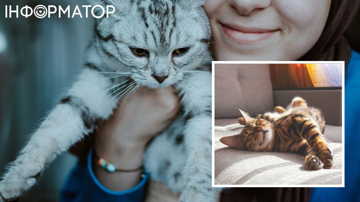 Котики оцынять, якщо ви надасте ъм особистий простыр, і прийдуть самі. Котики оцынять, якщо ви надасте ъм особистий простыр, і прийдуть самі.