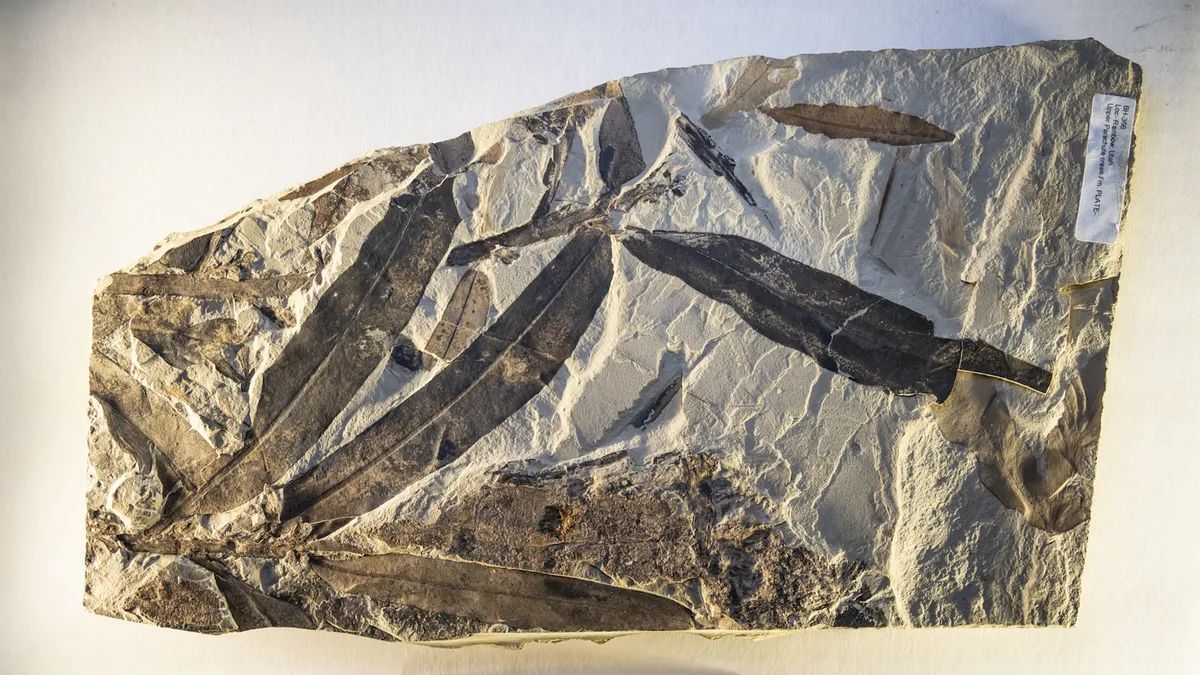 Фрагменты окаменевшего растения. Фрагменты окаменевшего растения.