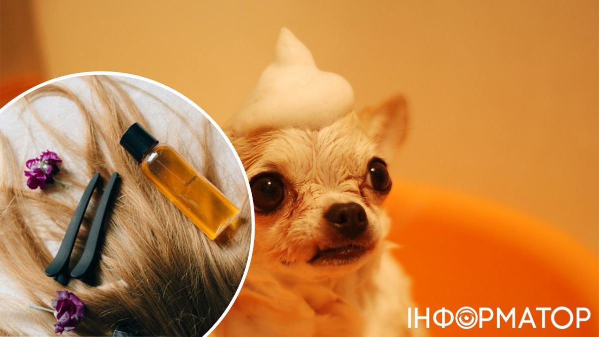 Важливо правильно обрати шампунь: щоб він гарно промивав волосся, видаляючи надлишки жиру й засобів по догляду, як от гелі, пінки тощо, проте не сушив його! Важливо правильно обрати шампунь: щоб він гарно промивав волосся, видаляючи надлишки жиру й засобів по догляду, як от гелі, пінки тощо, проте не сушив його!