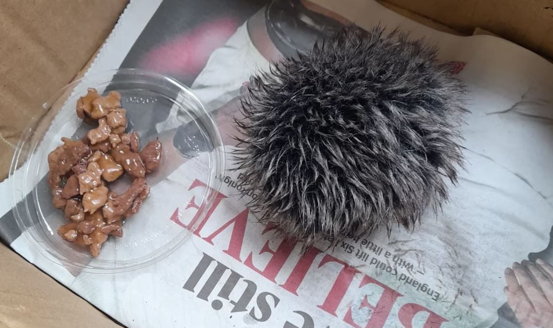 Ежик не ел и не ходил в туалет: история спасения животного закончилась смехом 1