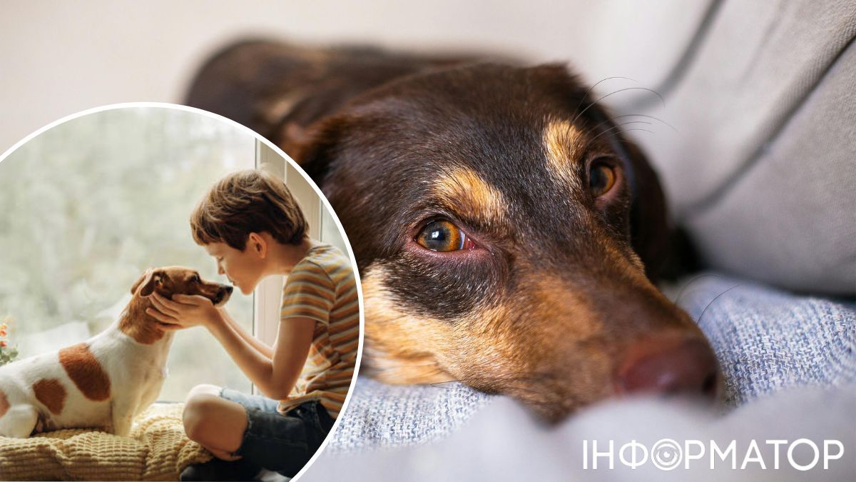 зміна частоти серцевого ритму господаря собаки напряму впливає на частоту пульсу самої собаки.  зміна частоти серцевого ритму господаря собаки напряму впливає на частоту пульсу самої собаки.