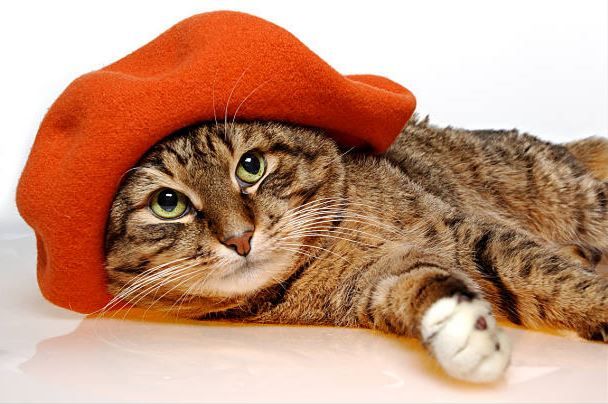 14 января проводится День волшебной одежды для своего любимца.