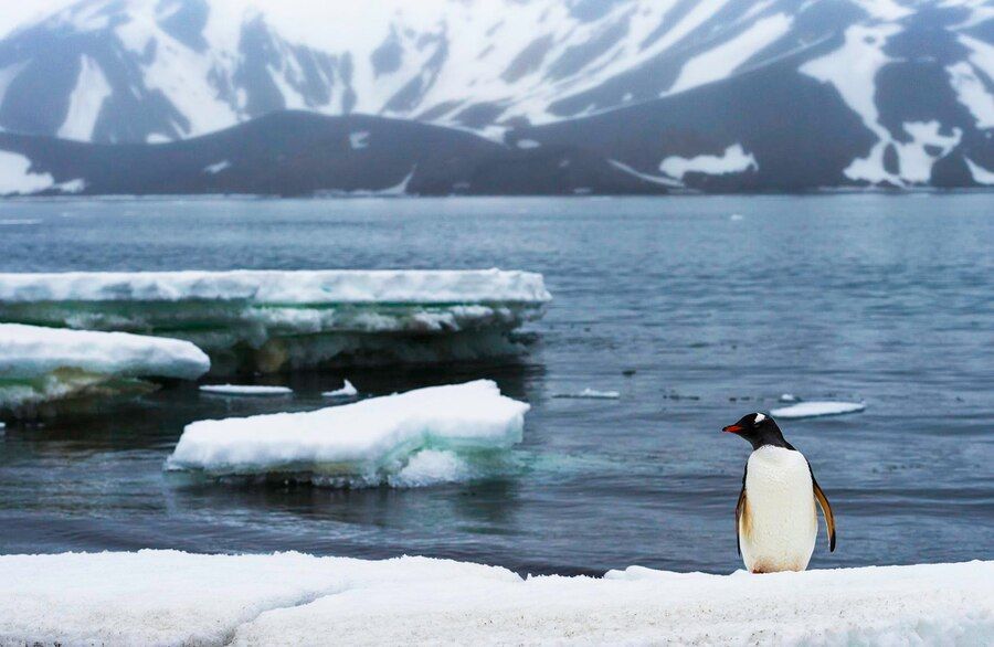 День открытия Антарктиды отмечается 28 января.