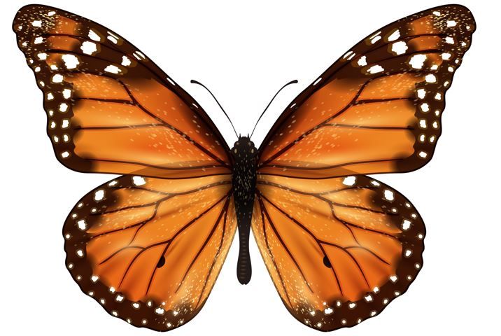 День метелика породжи Монарх теж відзначають 5 лютого.