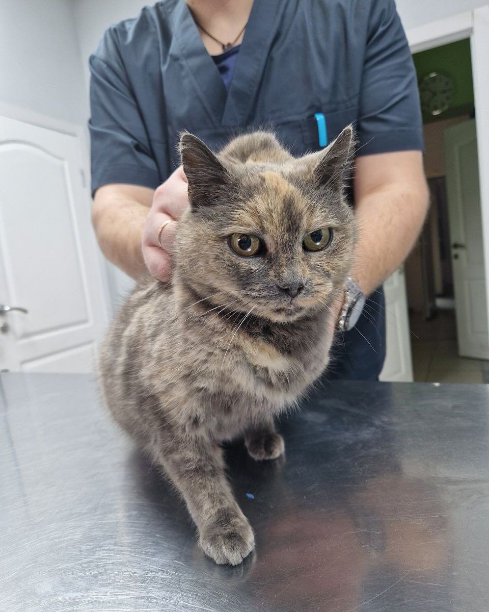 Эвакуация из Покровска: в Днепр привезли 25 кошек, один с шаровым ранением - фото 1