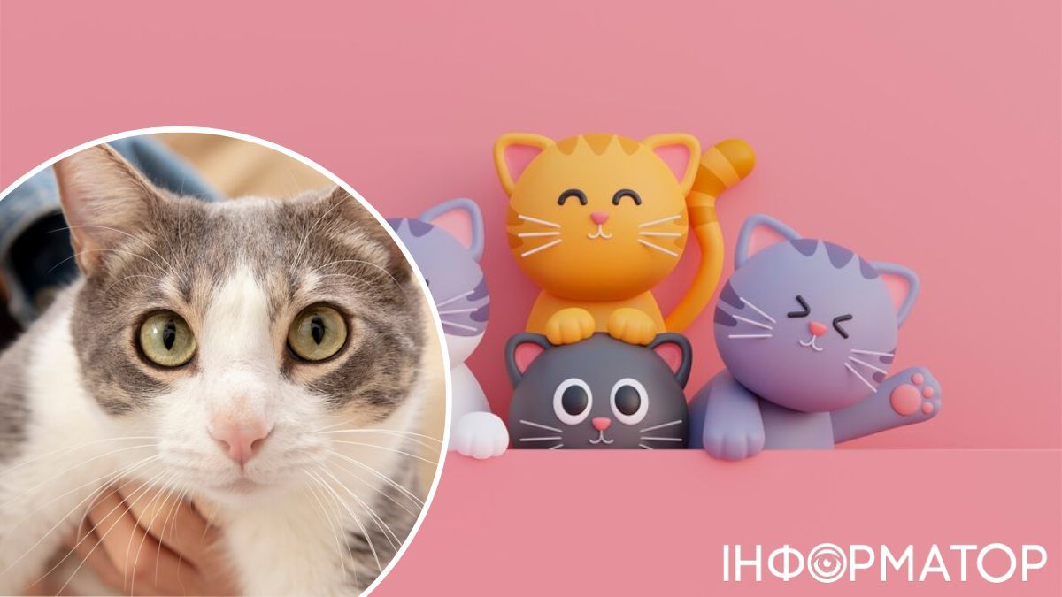 День котиков отмечают 17 февраля! День котиков отмечают 17 февраля!