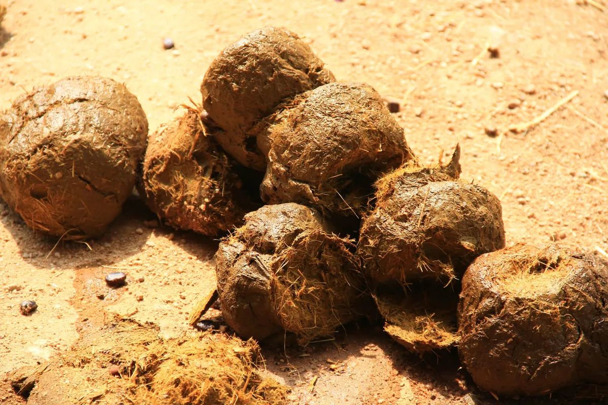 Черговій купці лйана можцть привласнити імя вашої/го колишньої/го. Черговій купці лйана можцть привласнити імя вашої/го колишньої/го.