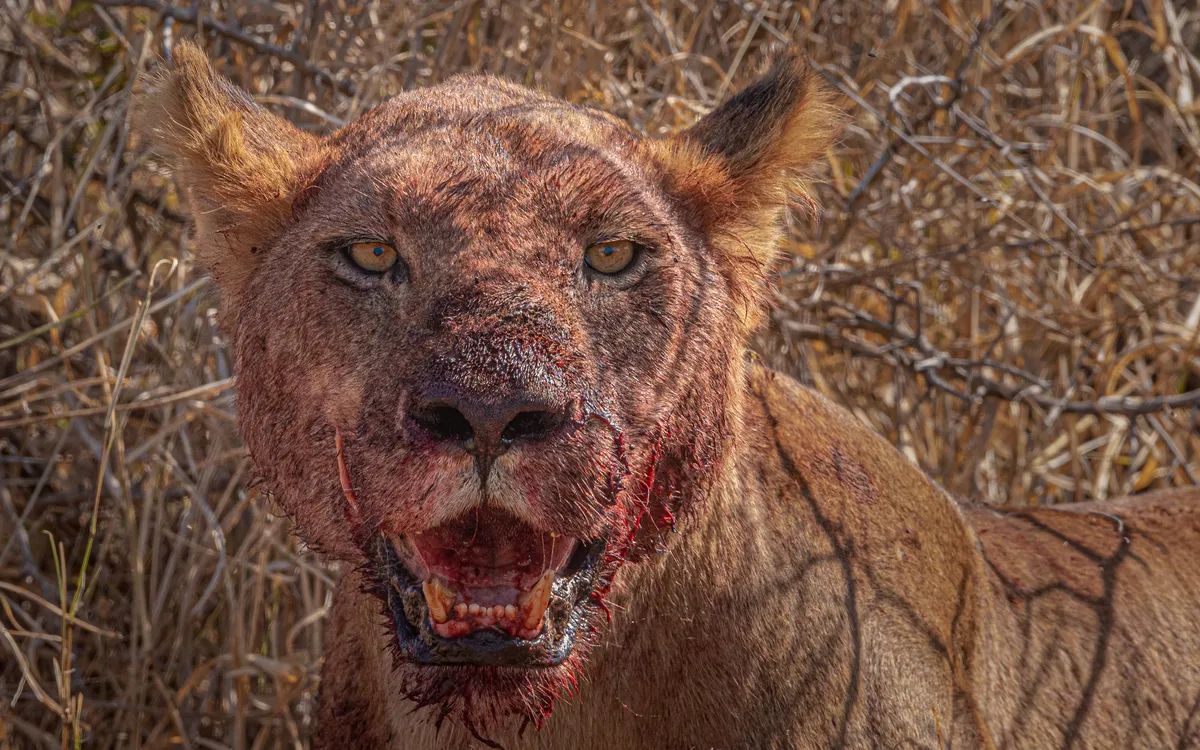 Подаруйте левам мясні серця з іменами ваших колишніх, пропонує ще один зоопарк! Подаруйте левам мясні серця з іменами ваших колишніх, пропонує ще один зоопарк!