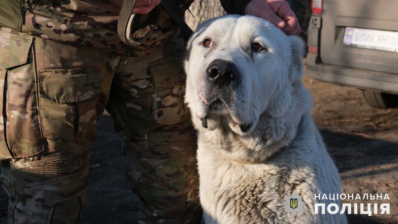 Нашёлся человек, приютивший Мишку