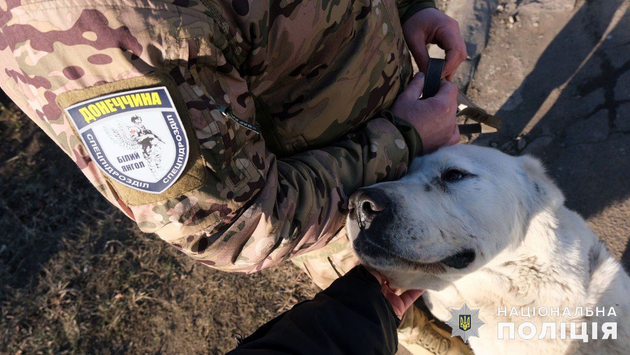 В МВД рассказали историю о спасенном Мишке