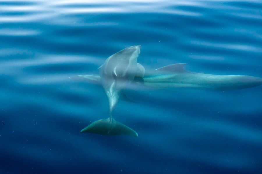 Всесвітній день китів та інших морських ссавців відзначають 19 лютого.