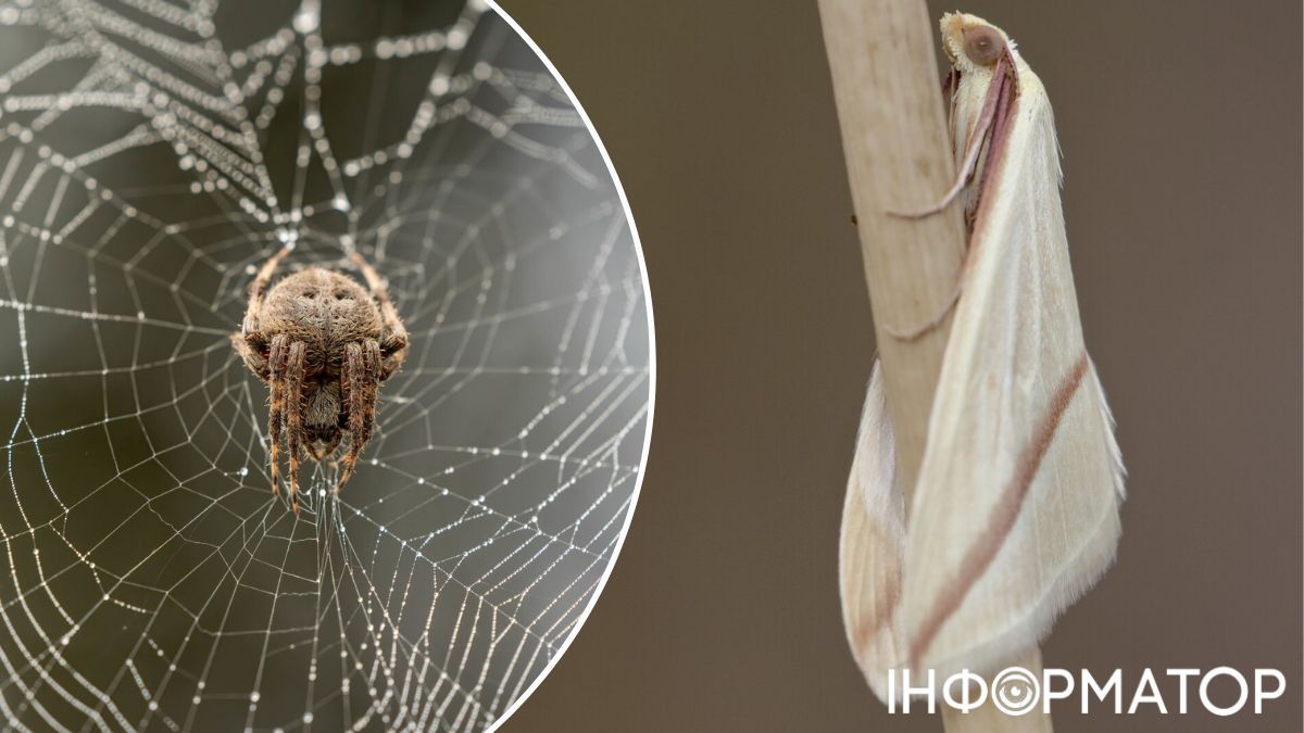 Пауки держат под контролем нашествие насекомых! Пауки держат под контролем нашествие насекомых!