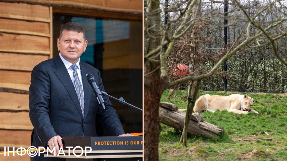 Залужный с женой в элегантных лугах посетили спасенных в Украине львов.