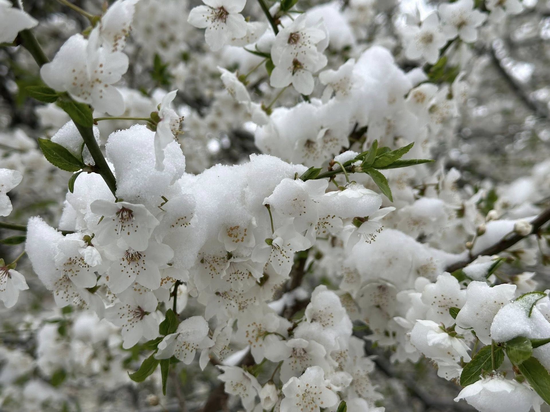 Сніг у квітні. Фото - Фейсбук: Андрій Болкун
