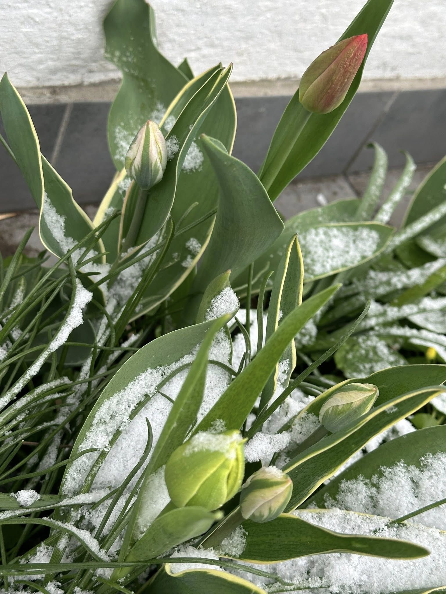 Сніг у квітні. Фото - Фейсбук: Андрій Болкун