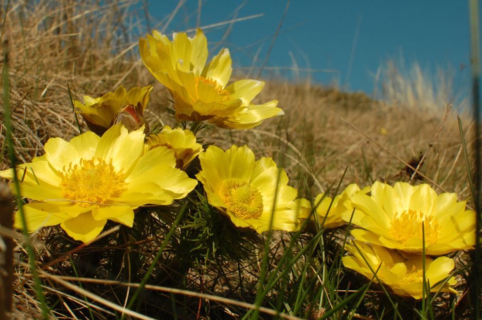 Горицвет весенний имеет другое название – Адонис.