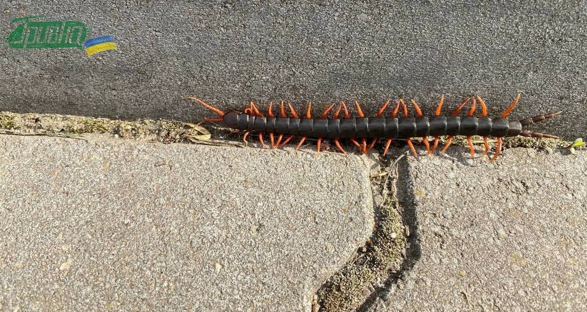 Сколопендра на одній з вулиць міста Південне. Квітень 2025 року. Фото: "Гривна"