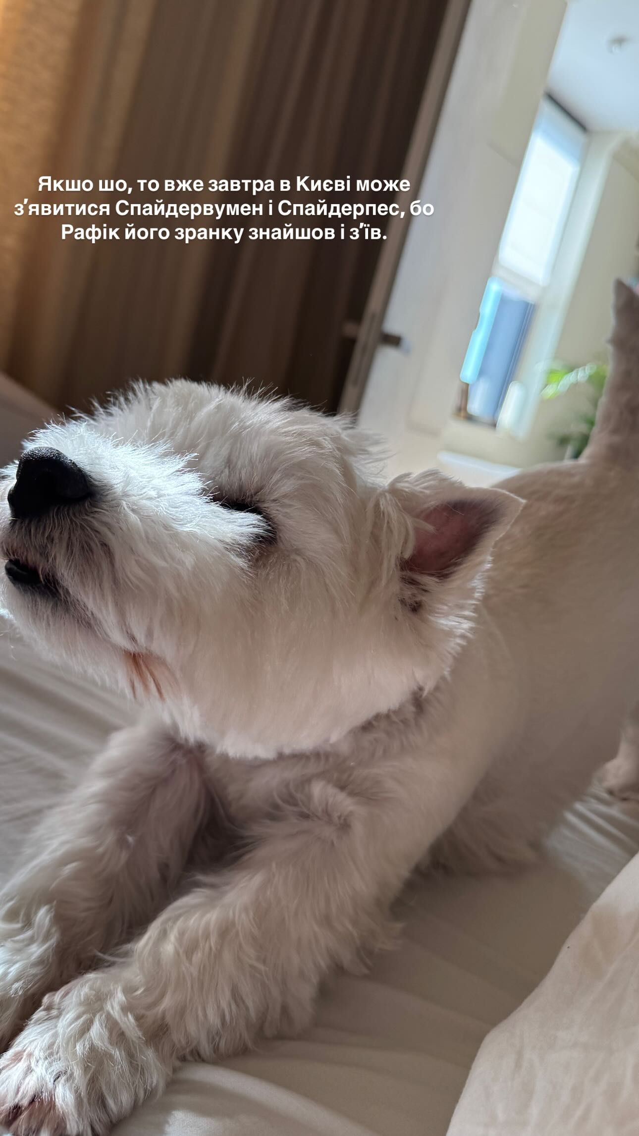 Пес Лесі Нікітюк ліквідував зеленого гостя  Пес Лесі Нікітюк ліквідував зеленого гостя