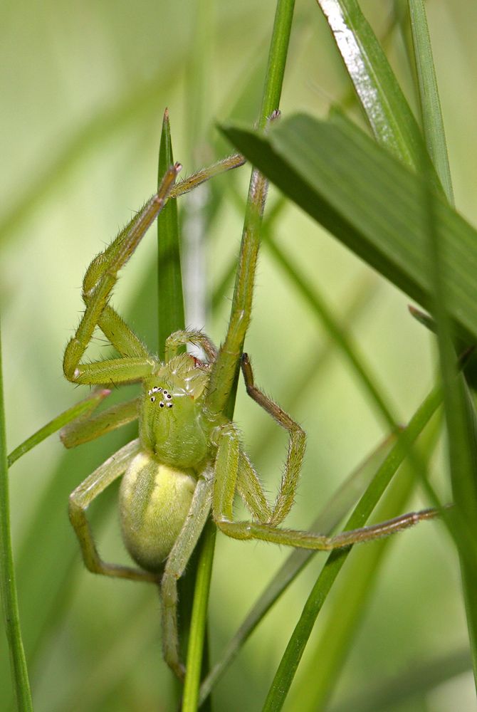 Павук Павук