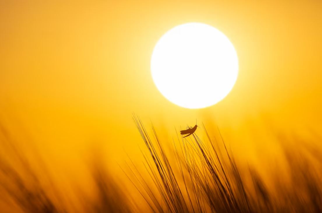 Какой сегодня, 3 мая, праздник: День города Львов, кондитера и Солнца