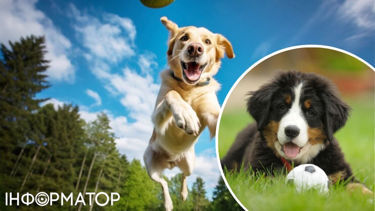 Собаки мають вдосталь бігати. якщо це передбачає їхня порода!